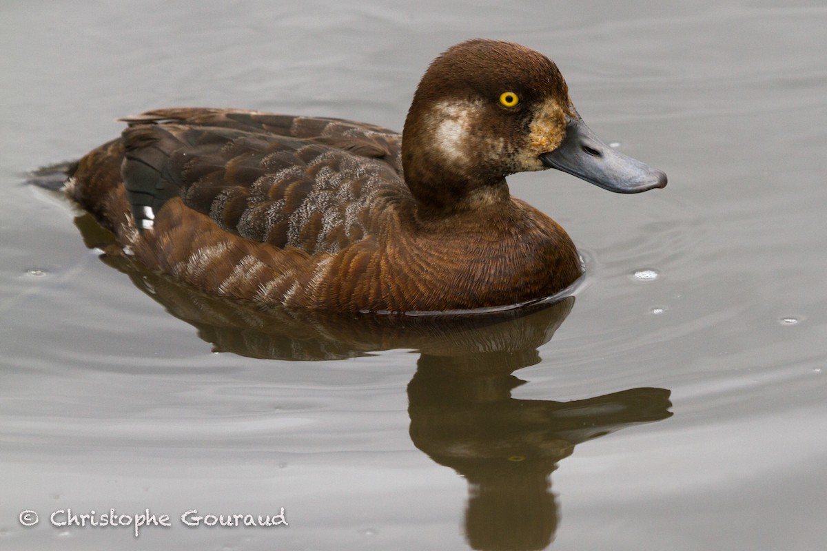 Greater Scaup - Christophe Gouraud