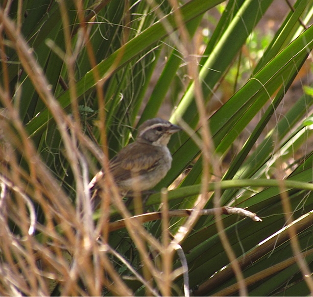 Black-throated Sparrow - Dodge Engleman