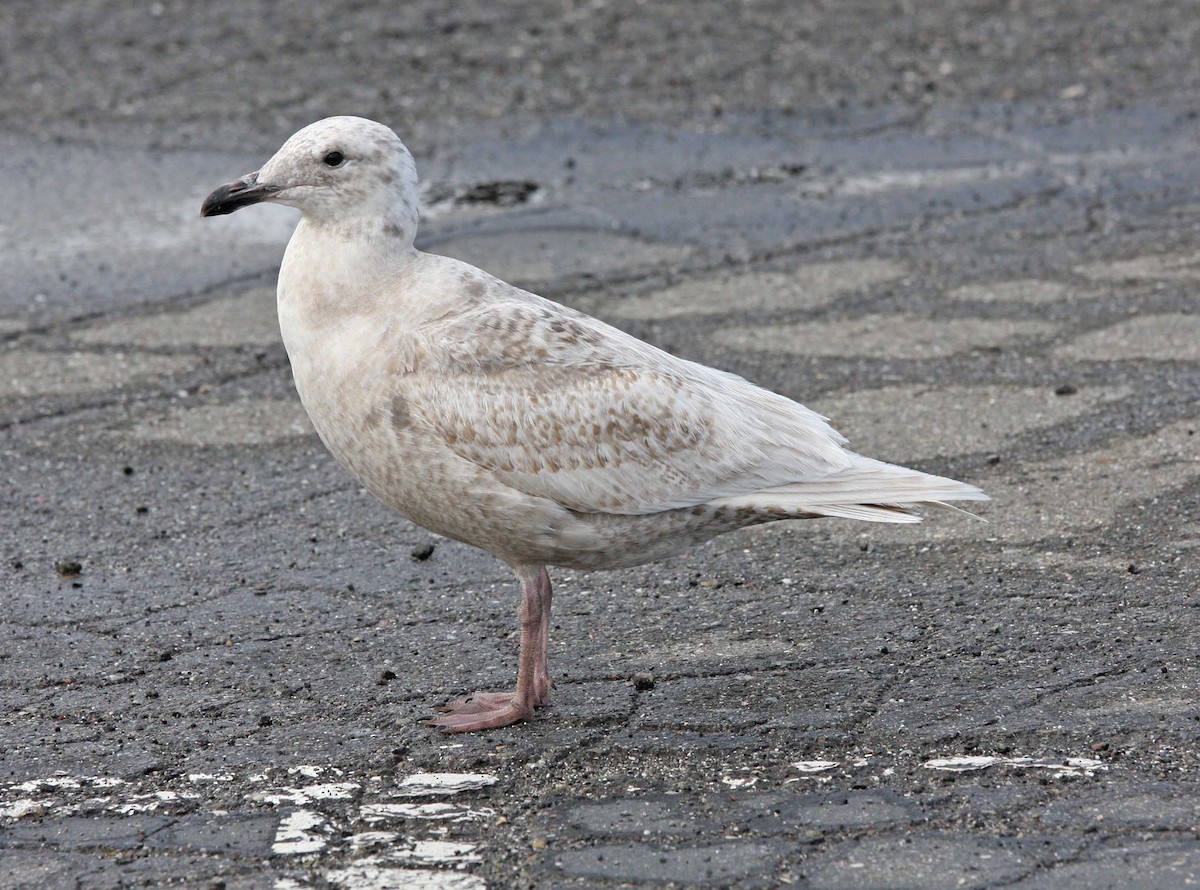 Glaucous-winged Gull - ML205170451