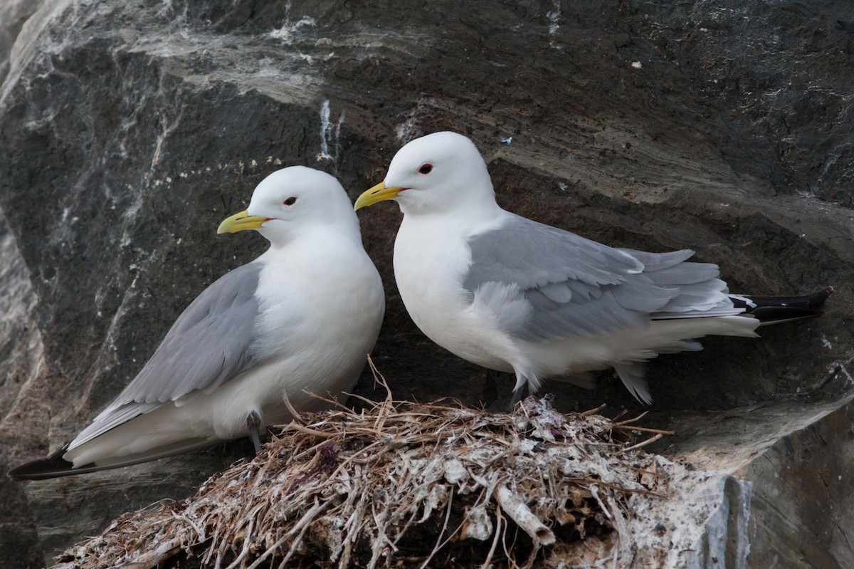 Black-legged Kittiwake - ML205170501