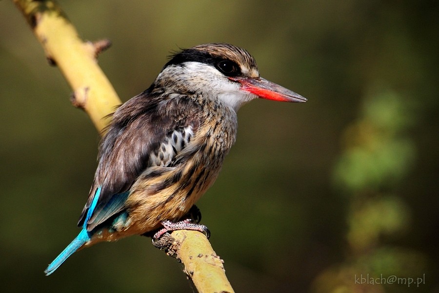 Striped Kingfisher - ML205170721