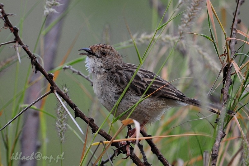 Stout Cisticola - ML205170741