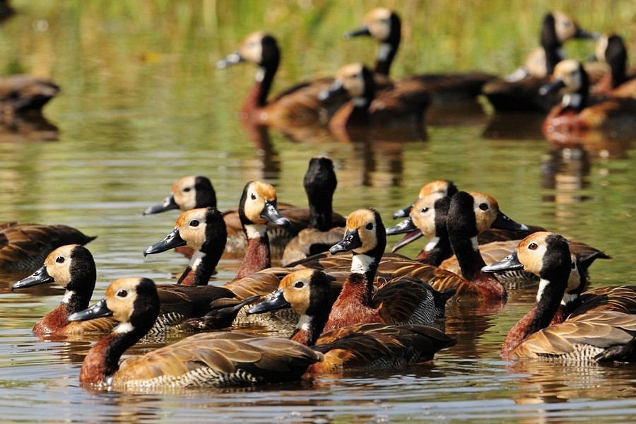 White-faced Whistling-Duck - ML205170801