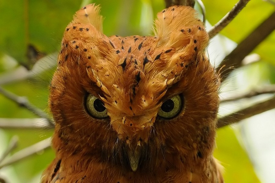 Sokoke Scops-Owl - ML205170821