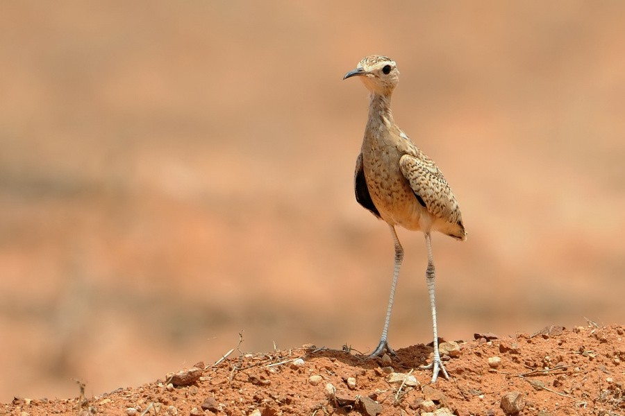 Somali Courser - ML205170841