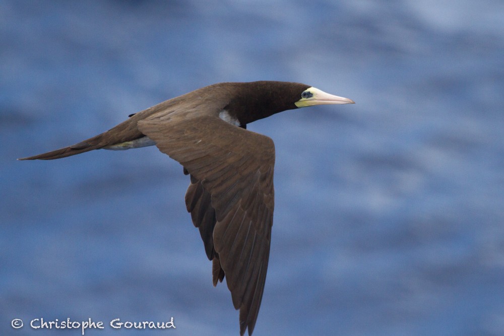 Brown Booby (Atlantic) - Christophe Gouraud