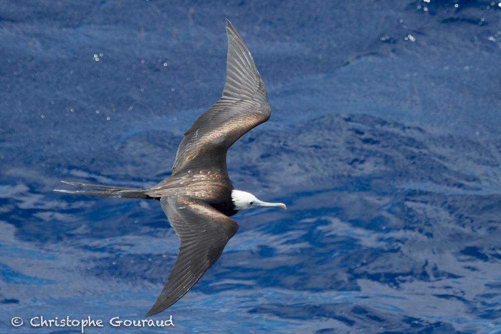 Ascension Frigatebird - Christophe Gouraud