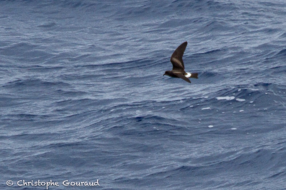 Band-rumped Storm-Petrel - ML205172101