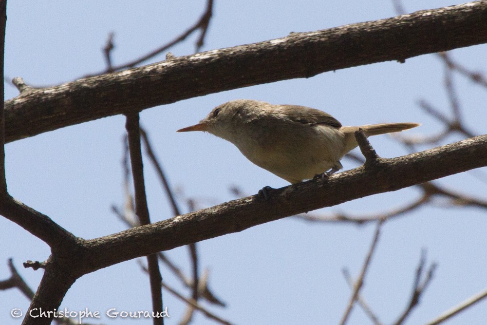 Cape Verde Swamp Warbler - Christophe Gouraud