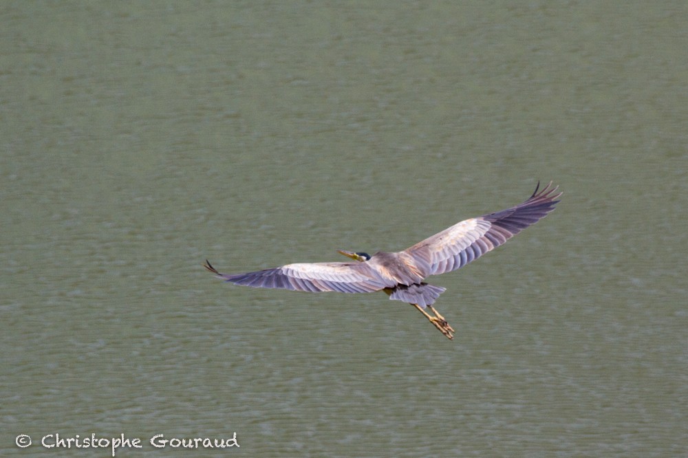 Purple Heron (Bourne's) - Christophe Gouraud