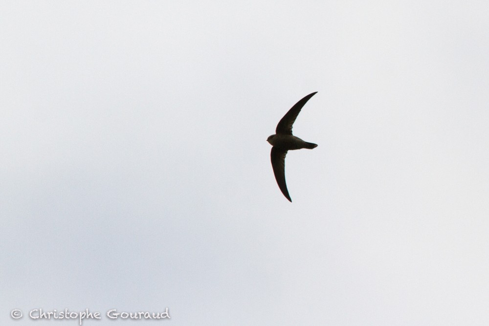 Cape Verde Swift - ML205172311