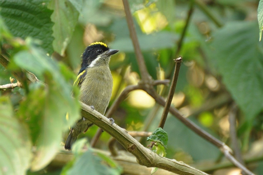 Western Tinkerbird - ML205172821