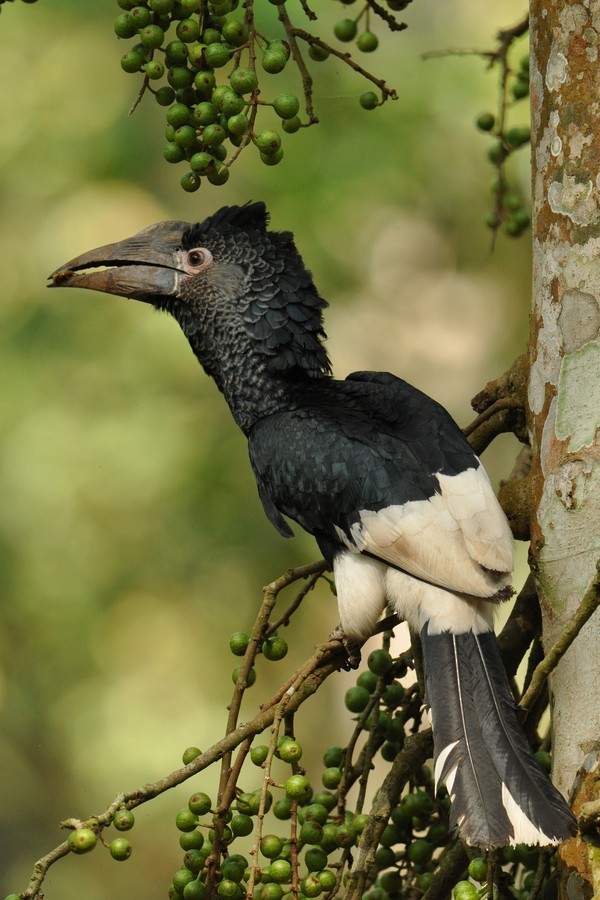 Black-and-white-casqued Hornbill - ML205172831