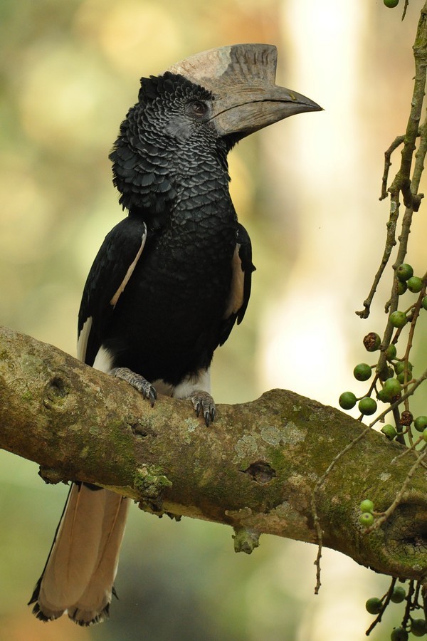 Black-and-white-casqued Hornbill - ML205172841