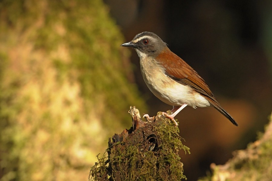 Brown-chested Alethe (Chestnut-backed) - Kris Blachowiak