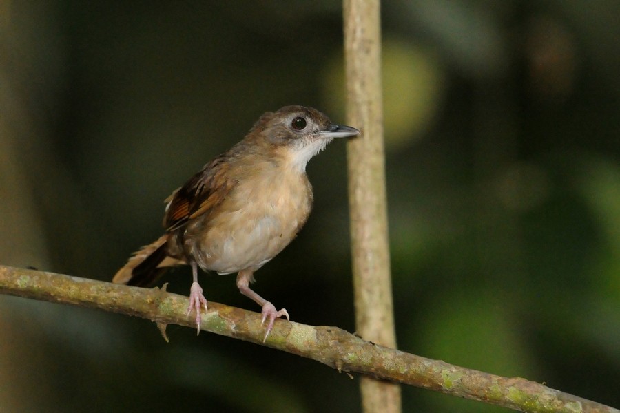 Puvel's Illadopsis - Kris Blachowiak