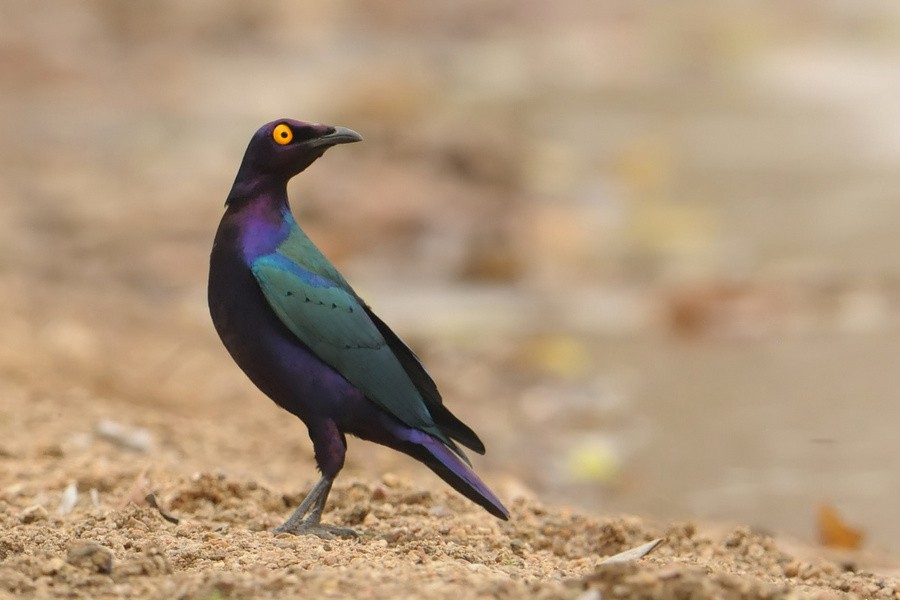 Purple Starling - Kris Blachowiak