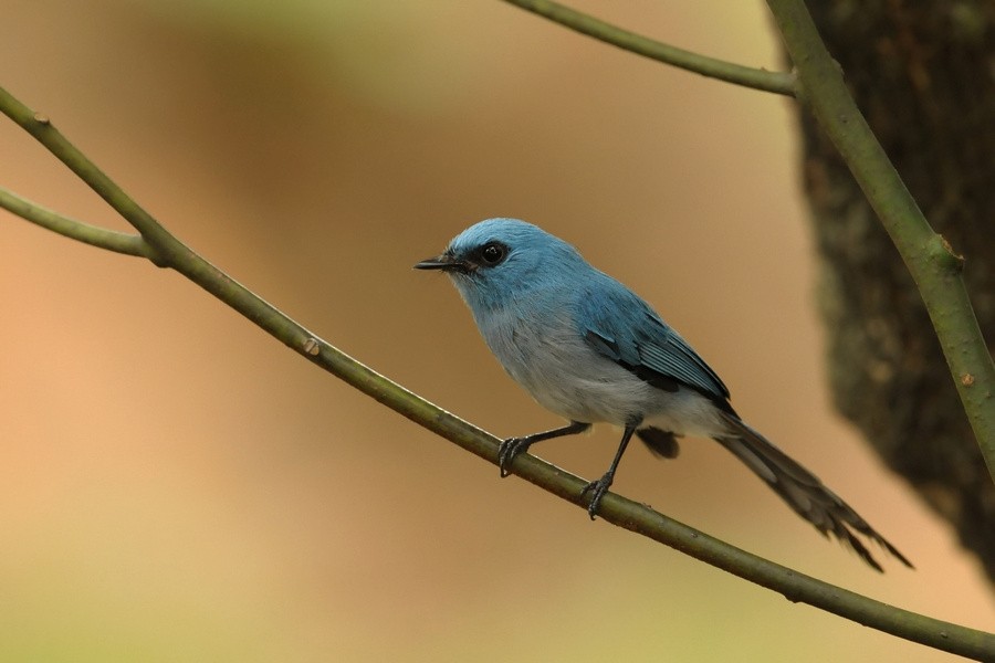 African Blue Flycatcher - ML205172951