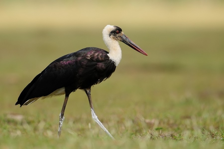 African Woolly-necked Stork - ML205173021