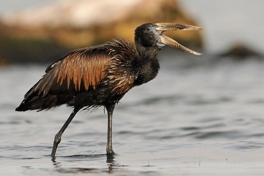 African Openbill - ML205173051