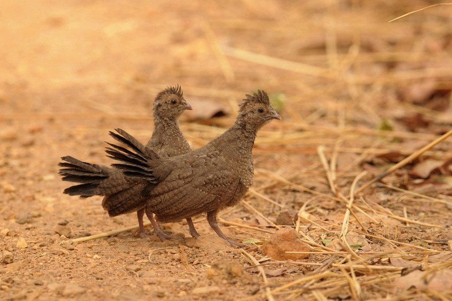 Stone Partridge - Kris Blachowiak