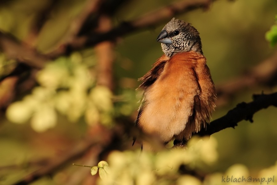 Gray-headed Silverbill - ML205173171