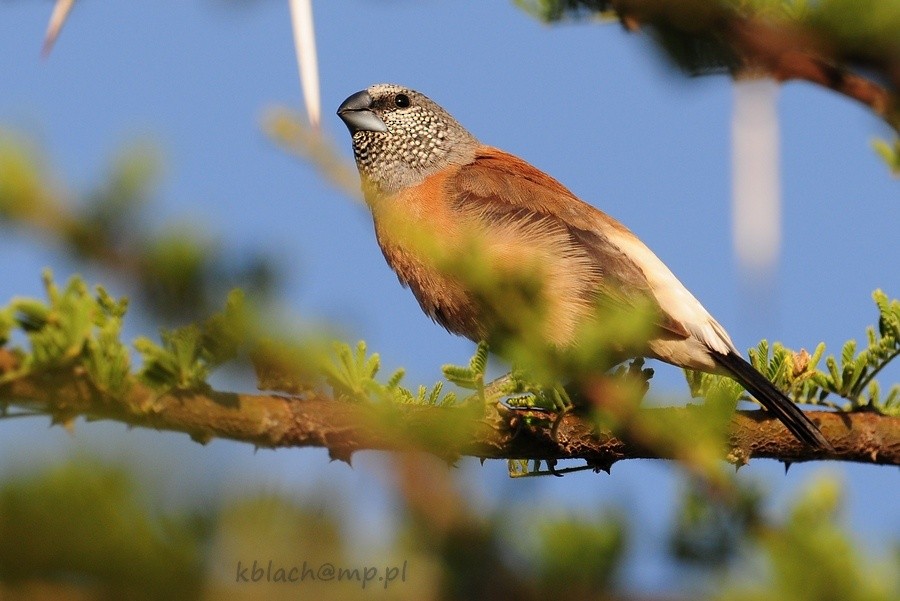 Gray-headed Silverbill - ML205173201