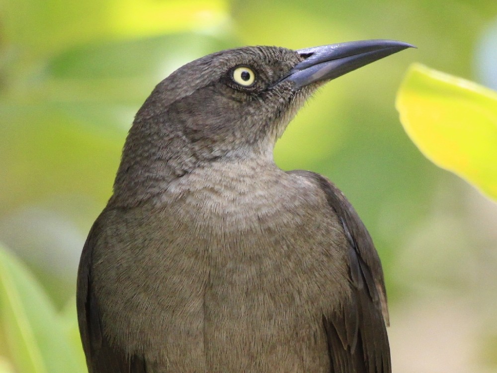 Carib Grackle - Christophe Gouraud