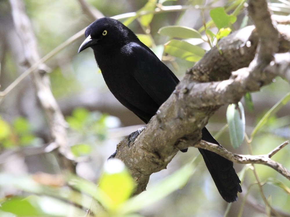 Carib Grackle - Christophe Gouraud