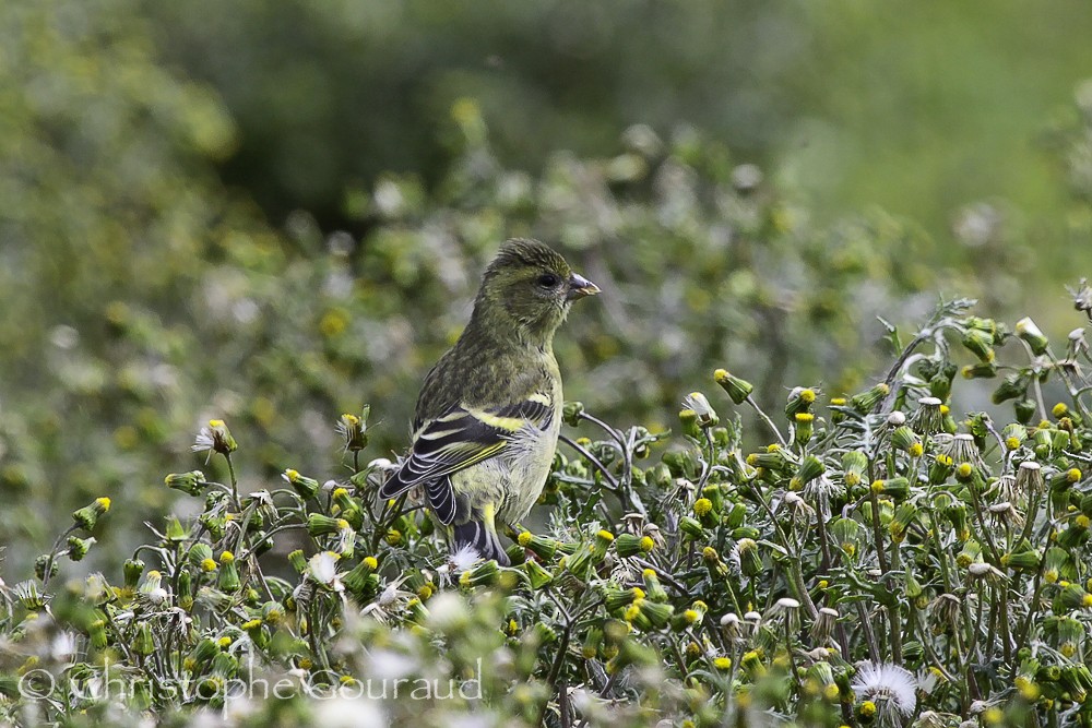 Black-chinned Siskin - ML205173871