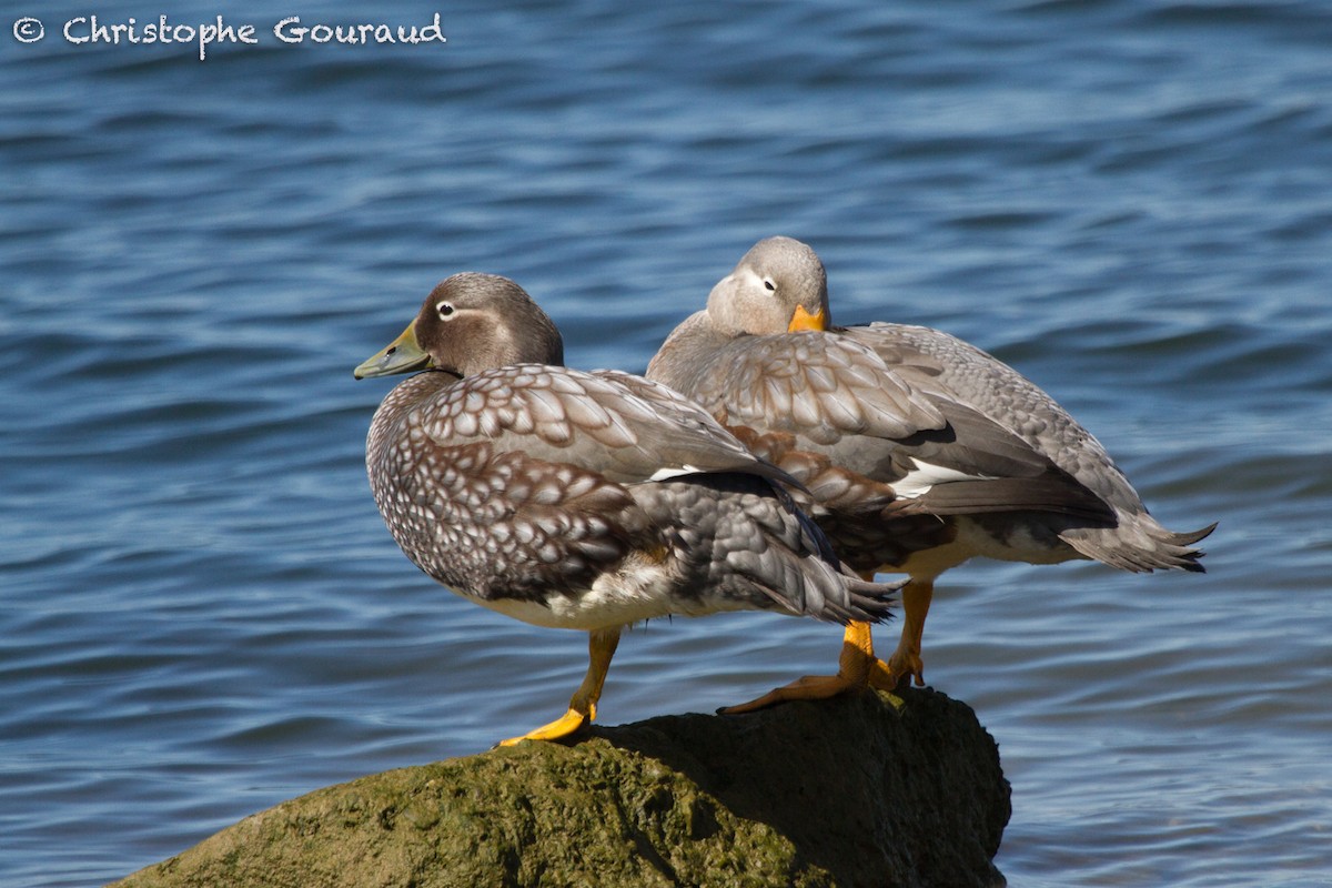 Flying Steamer-Duck - ML205174321