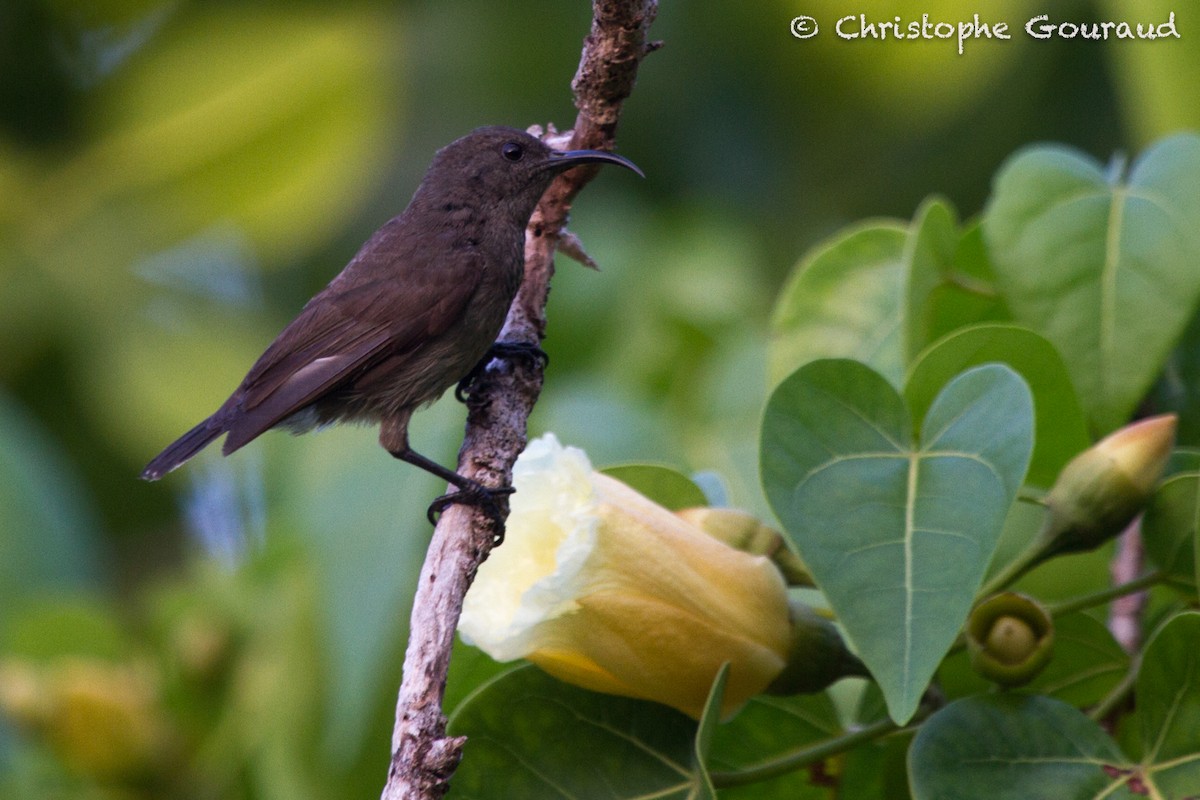 Seychelles Sunbird - Christophe Gouraud