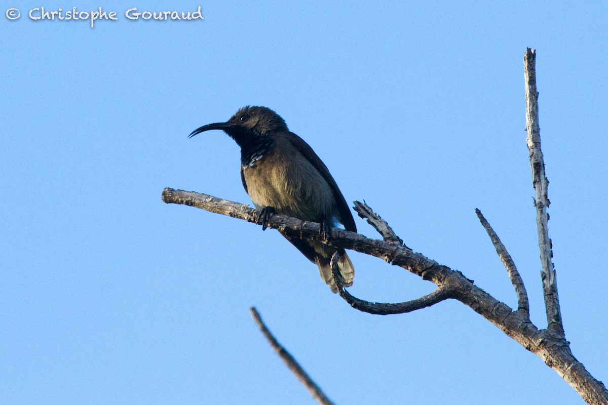 Seychelles Sunbird - Christophe Gouraud