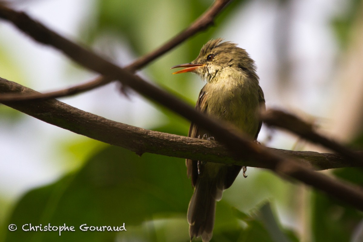 Seychelles Warbler - ML205174931