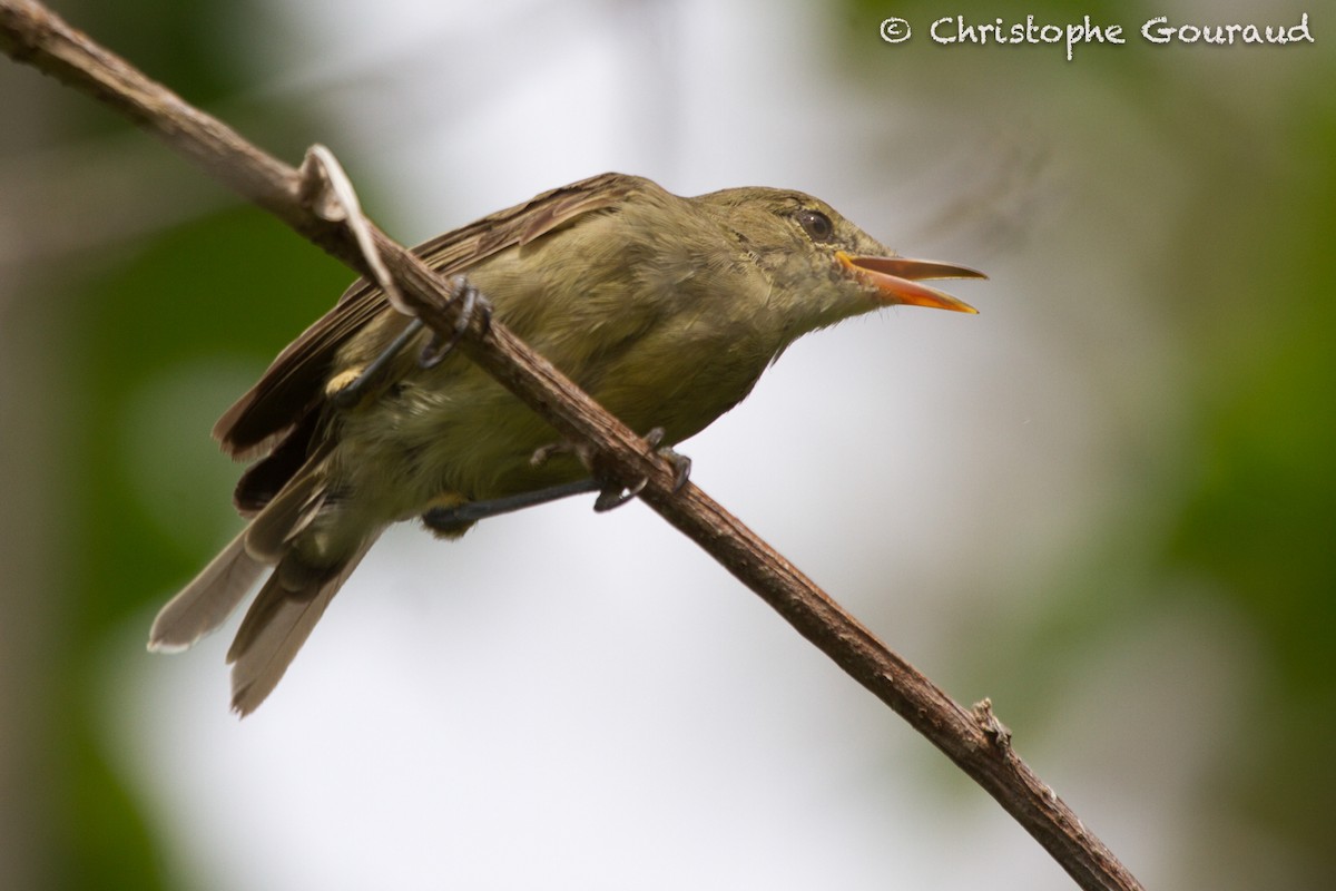 Seychelles Warbler - ML205174951