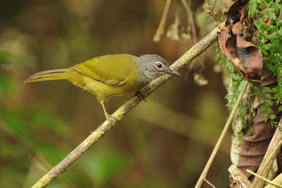 Western Mountain Greenbul - Kris Blachowiak
