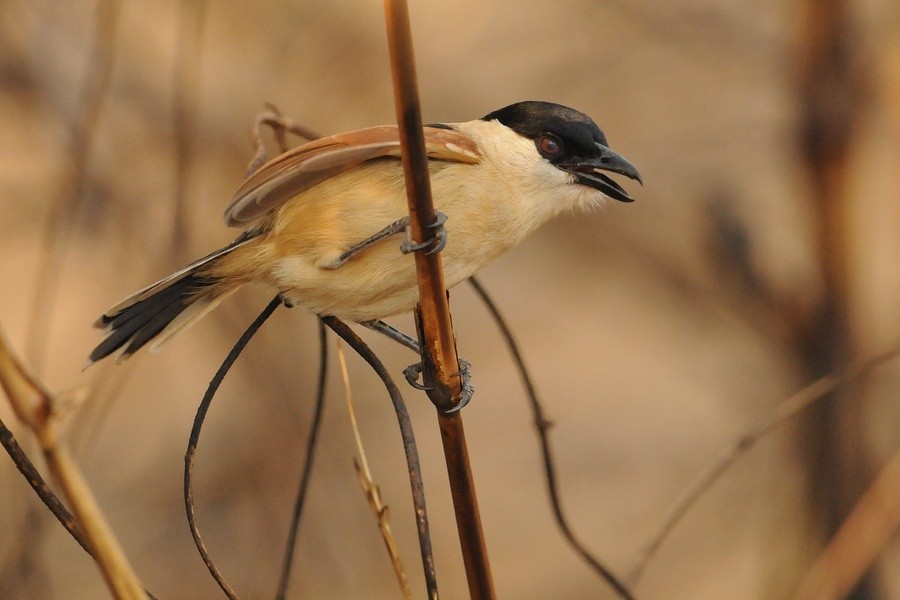 Marsh Tchagra (Marsh) - Kris Blachowiak