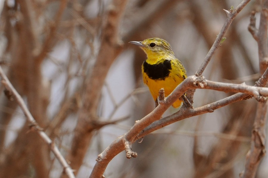 Golden Pipit - ML205175071