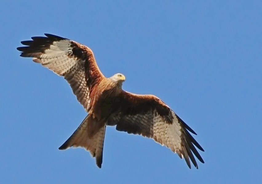 Red Kite - ML205175081