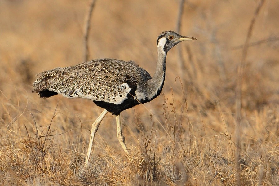 Hartlaub's Bustard - Kris Blachowiak