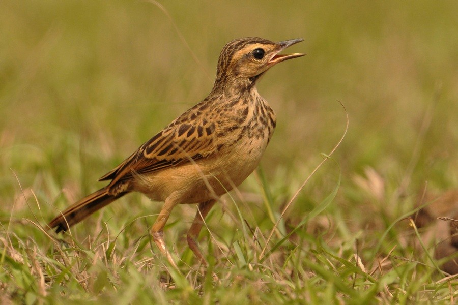 Long-legged Pipit - ML205175361