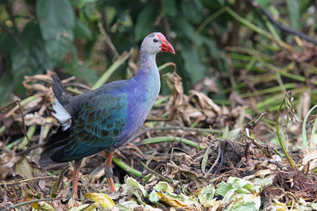 Gray-headed Swamphen - Christophe Gouraud