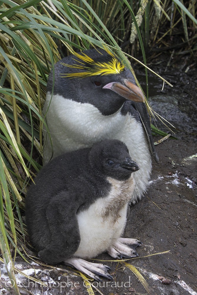 Златохохлый пингвин - ML205176061