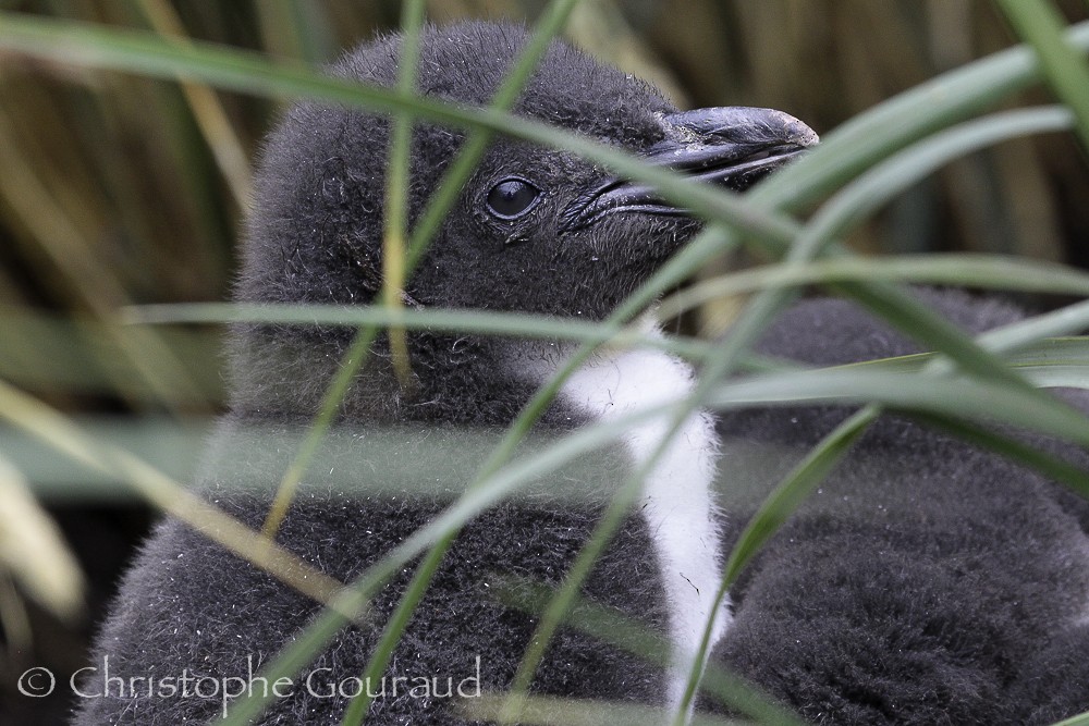 Macaroni Penguin - ML205176071