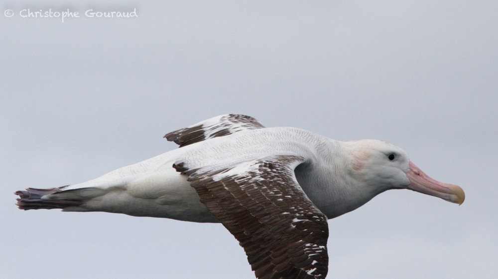 Snowy Albatross - ML205177111