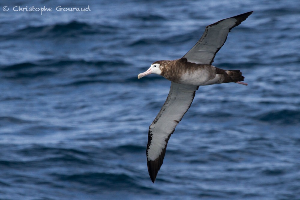 Snowy Albatross - ML205177121