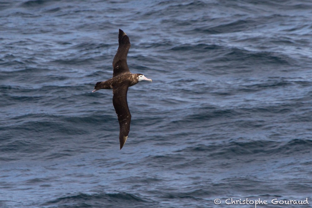 Snowy Albatross - ML205177131