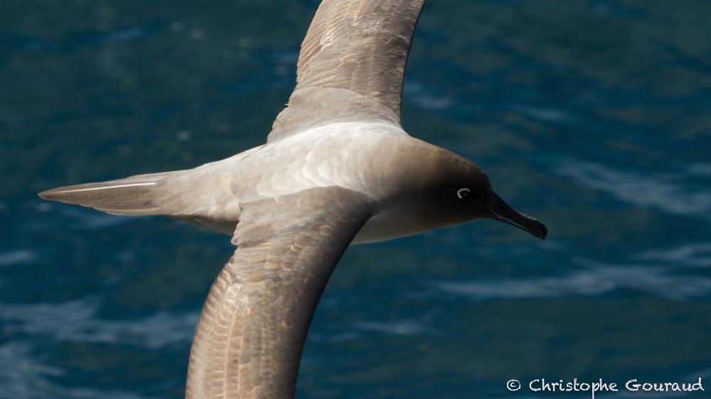 Light-mantled Albatross - Christophe Gouraud