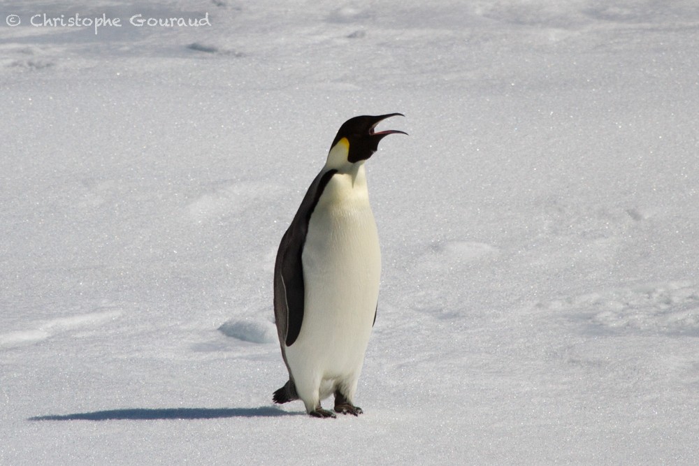 Emperor Penguin - ML205177191