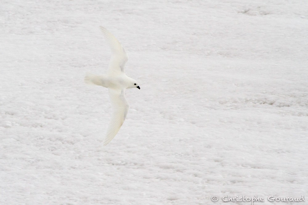 Snow Petrel - Christophe Gouraud